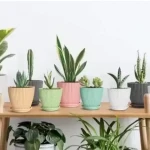 Plastic Round Flower Pots for Home Planters